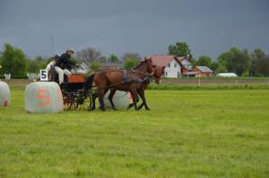 3. Srečanje kočij in konjenikov na Grabah 1